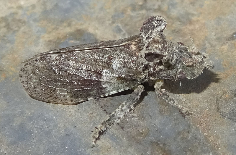 Ledra aurita - Cicadellidae